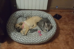 lola (2)